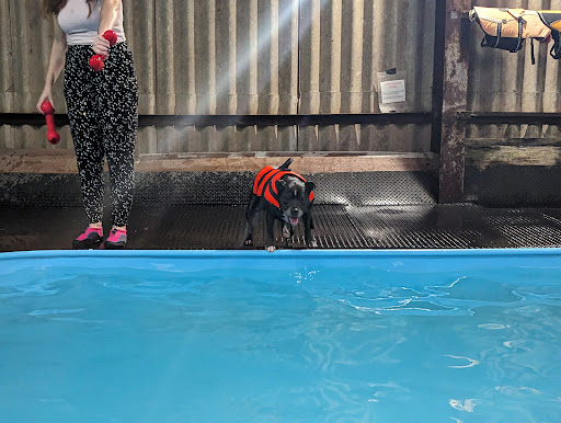 Splash Hounds - Visual