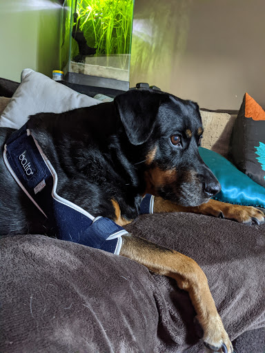 Handicapped Pets Canada - Thumbnail