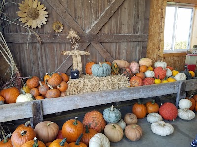 Pumpkins On Garfield Corn Maze