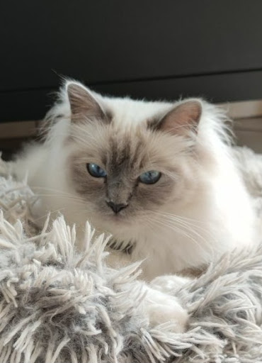 Pension du château Vieux - hôtel haut de gamme pour chats -Pension pour chats Gallery - France