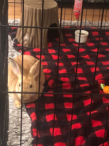 Fancy's Pets - Visual