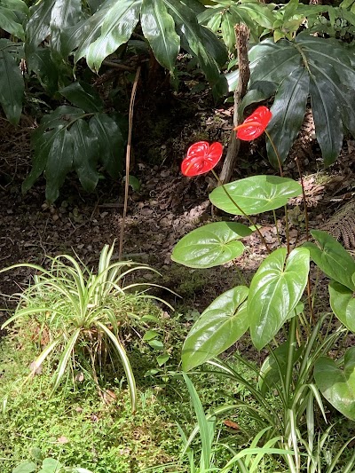 Ferny Hollow: Romantic Rainforest Cottage