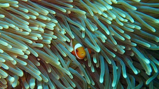 Photo de ASA Plongée