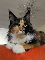 Photo n°23 de Chatterie L'Astre Du Lion - Maine Coon à Uchaux (Éleveur)