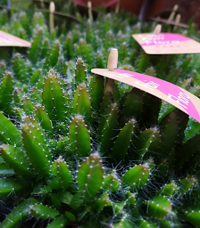 Photo n°47 de Jardiprix à Saint-Léger-de-Linières (Jardinerie)