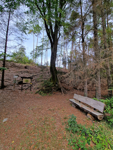 Märchenpfad Lauenstein Buche - Visual