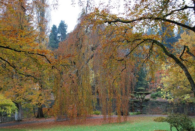 Parc Oriental de Maulévrier