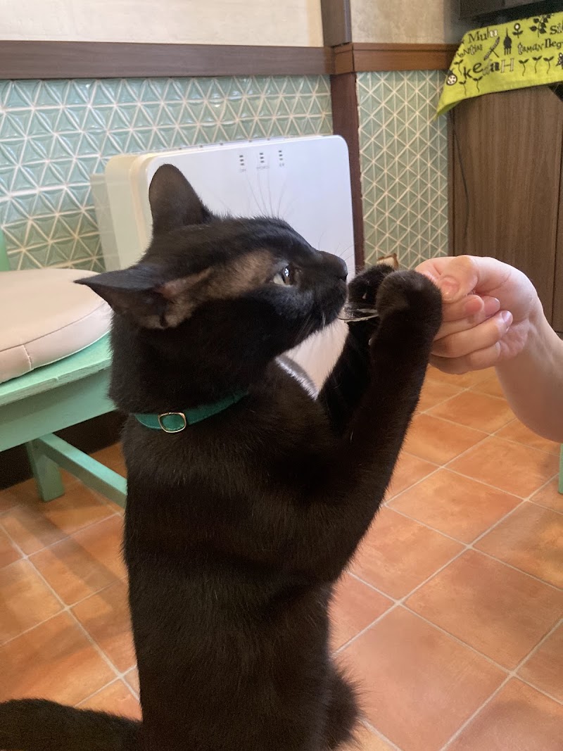 猫カフェ coco_CAROL