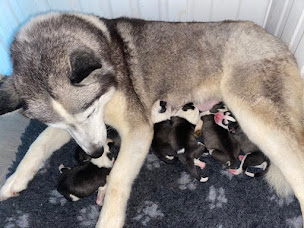 Photo n°22 de P à Fère-Champenoise (Éleveur de chiens)