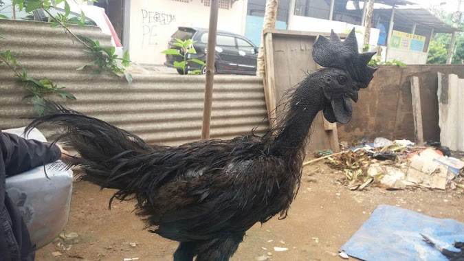 Idum Farm Ternak Ayam Cemani, Author: dimaz yogi