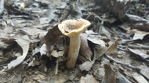 Beaver Habitat - Thumbnail