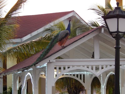 Photos of Memories Caribe Beach Resort