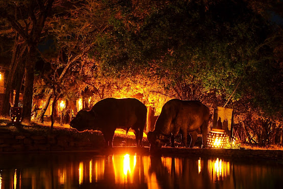 Serengeti Serena Safari Lodge by null