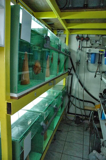 APC Snake Discus Gallery - France