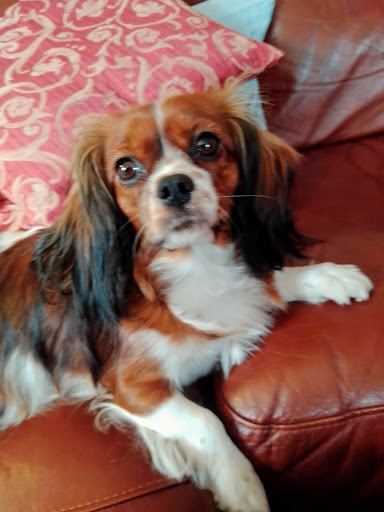 Bark 'N Bubbles - Thumbnail