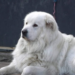 Photo n°25 de D Armor et d Argoat à Lanhouarneau (Pension pour chiens)