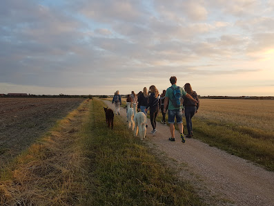 Alpacas Zeelandia Prelaatweg 69, 4363 ND Aagtekerke, Nederland