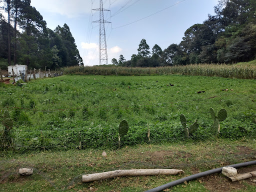Quinta San Felipe criadero de gallos finos