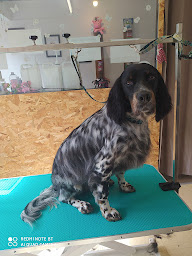 Photo n°9 de Douce heure toilettage à Ambrières-les-Vallées (Toiletteur)