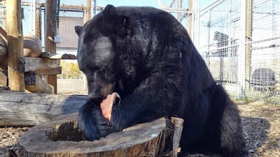 Yellowstone Wildlife Sanctuary