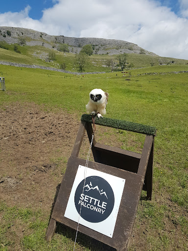 Settle Falconry - Visual