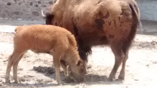 Veterinaria La Granja