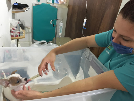 Veterinaria Ecopet