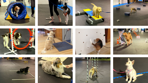 Positively Obedient Canines - Thumbnail