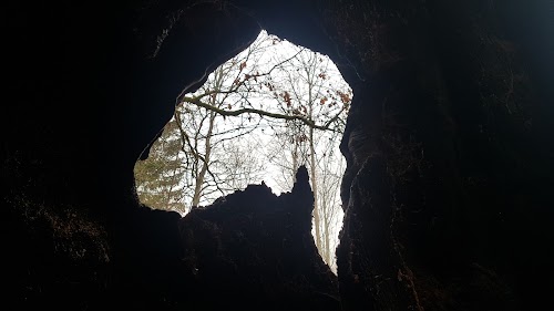 Alkūnai Oak Tree