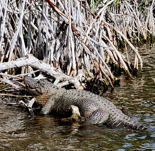 Big Cypress Wildlife Management Area - Stairsteps Unit - Thumbnail