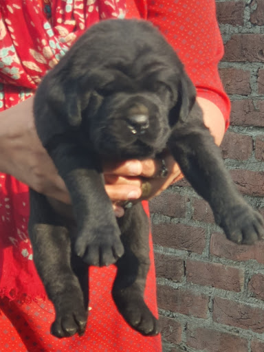 Top quality Labrador puppies available in Lucknow.. post image