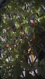 Photo n°2 de Au Coin Gourmand à Draveil (Restaurant français)