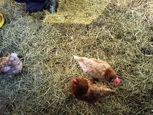 Photo n°3 de Association Mon Havre de Paix Equestre à Etaux (Association bénévole)