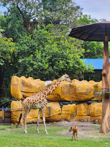 Surabaya Zoo - Thumbnail