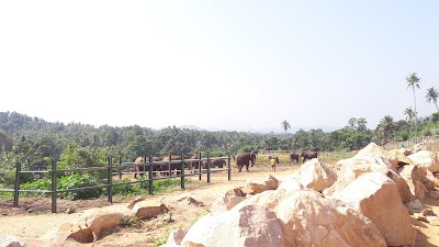 Photos of Pinnawala Jumbos