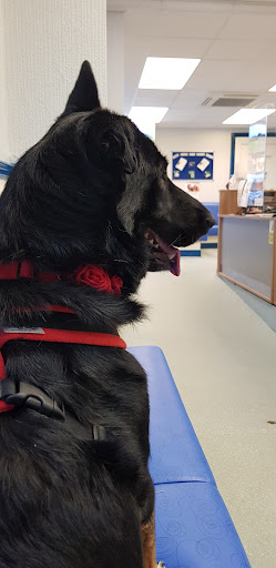 Abbey Vets - Thumbnail