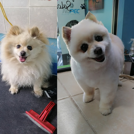 Diagnóstico Veterinario Briseño