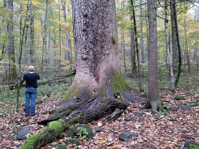 Joyce Kilmer Memorial Forest, Cheoah Ranger District, Nantahala National Forest