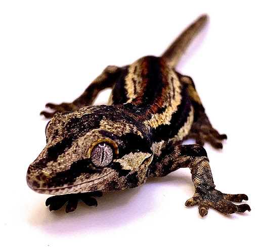 6th Day Creatures - Visual