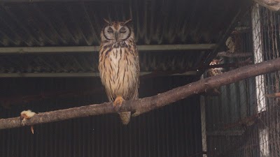 Photos of Toucan Rescue Ranch