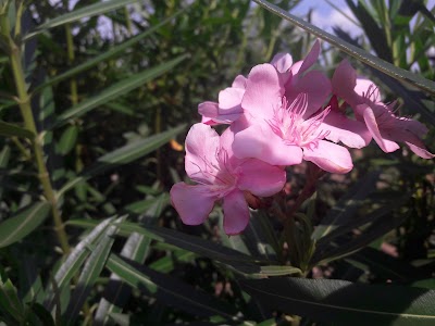 Photos of Taman Eco Park