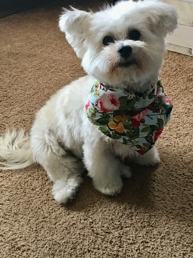 Ruff Cuts - Visual