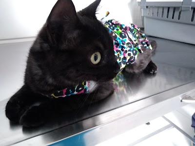 Photos of Animal Vet Centro de Salud