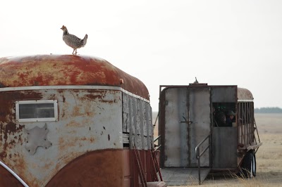 Prairie Chicken Dance Tours