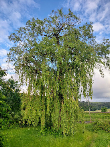 Weidenspiel - Visual