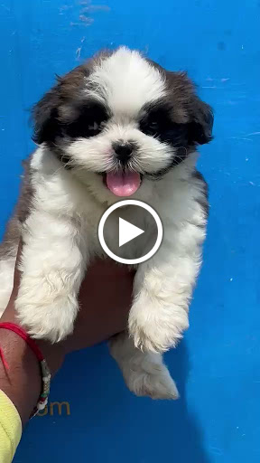 Top class full furry shihtzu male female puppy available in Lucknow. post image