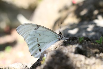 Butterfly World