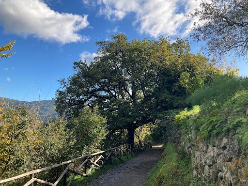 vecchia quercia - Visual