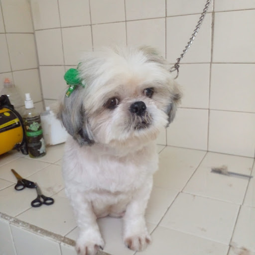 Clinica veterinaria