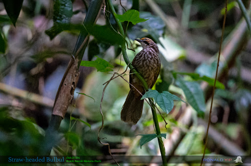 Bukit Batok Nature Park Playground - Thumbnail